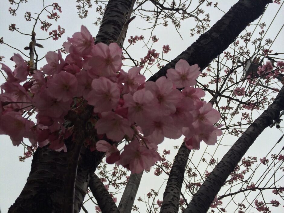 桜満開の大森の街並み