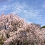 桜満開の「六義園」