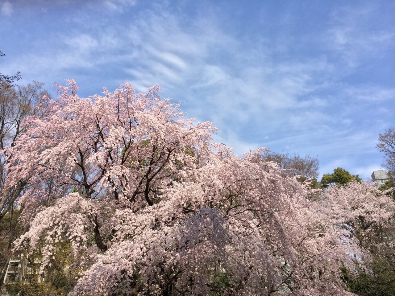 桜満開の「六義園」