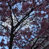 桜満開の「飛鳥山公園」