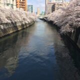 桜満開の「目黒川」