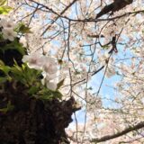 桜満開の「八芳園」