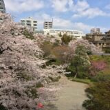 桜満開の「八芳園」スラッシュカフェテラス席から見た庭園の様子