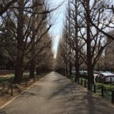 桜満開の「明治神宮外苑」のイチョウ並木