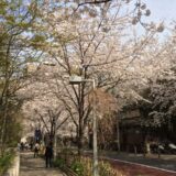 桜満開の「六本木さくら坂」