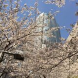 桜満開の「六本木さくら坂」から眺めた六本木ヒルズ