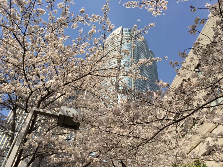 桜満開の「六本木さくら坂」から眺めた六本木ヒルズ