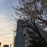 桜満開の「東京都立芝商業高等学校」付近の街並み