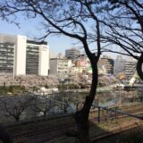 桜満開の飯田橋駅付近の街並み