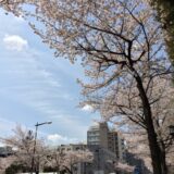 桜満開の「千鳥ヶ淵緑道」付近の街並み