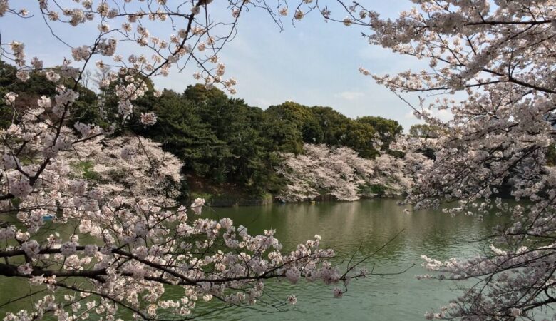 【東京ストリート桜特集】2014.4.2｜桜を求め上野恩賜公園から神社を辿り庭園まで