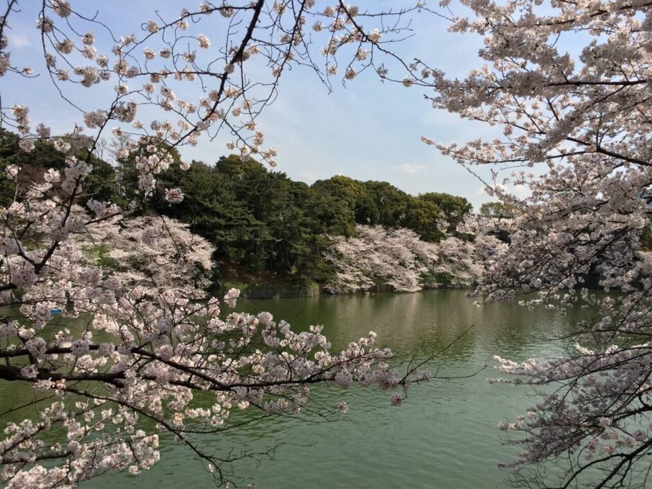 桜満開の「千鳥ヶ淵緑道」