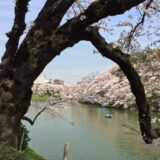 桜満開の「千鳥ヶ淵緑道」