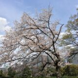 桜満開の「日比谷公園」