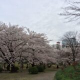 桜満開の「浜離宮恩賜庭園」