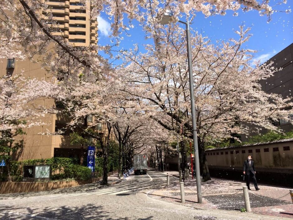 桜満開の「アークヒルズ」
