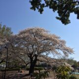 桜満開の「駒沢オリンピック公園」