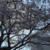 桜満開の等々力渓谷付近の街並み