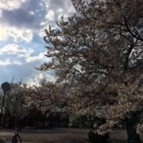桜満開の「玉川野毛町公園」