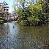 桜満開の「横十間川親水公園」