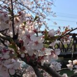桜満開の「大栄橋」