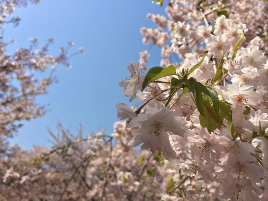 桜満開の「木場公園」