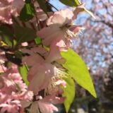 桜満開の「正覚院」