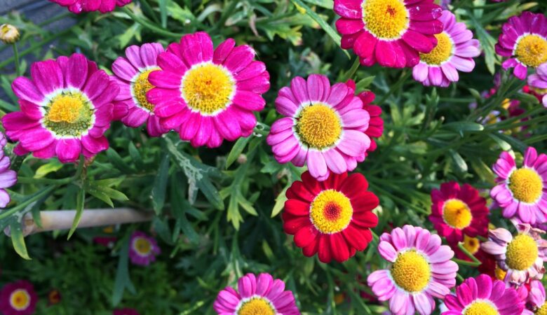 【東京カメラ散歩】花とたわむれながら初夏気分で大森街歩き
