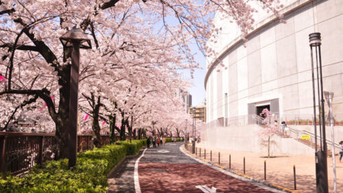 桜満開の「目黒川」