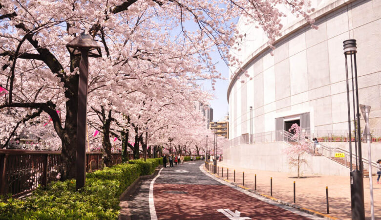 【東京ストリート桜特集】目黒川／満開の桜の園は日本屈指のお花見名所！