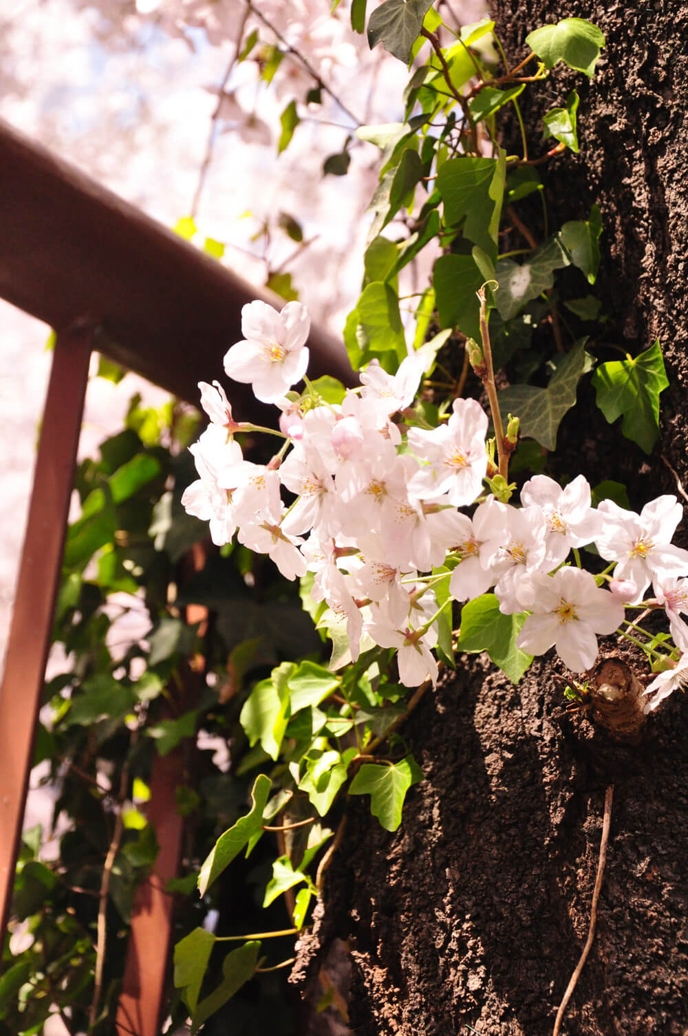 桜満開の「目黒川」