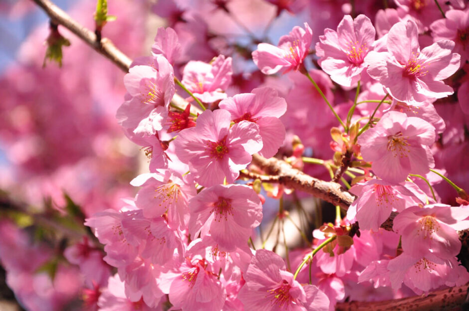 桜満開の大森の街並み