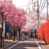 桜満開の大森の街並み