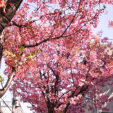 桜満開の大森の街並み