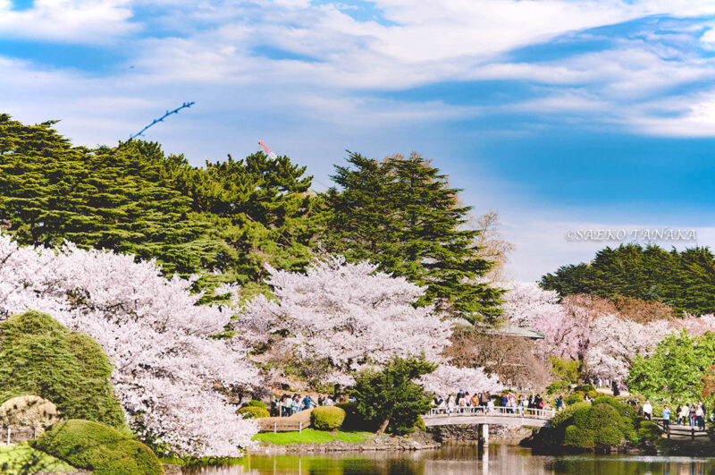 桜満開の「新宿御苑」