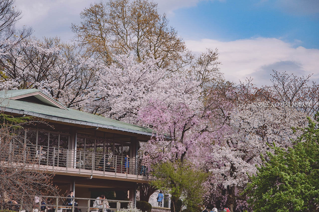 桜満開の「新宿御苑」