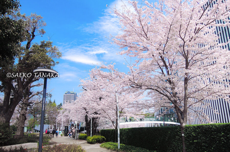 桜満開の「東京ミッドタウン」