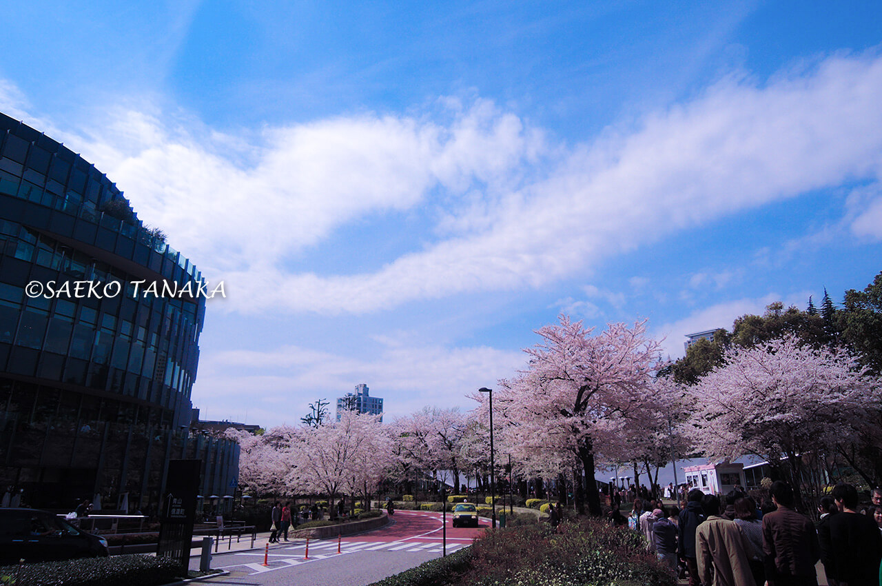 桜満開の「東京ミッドタウン」