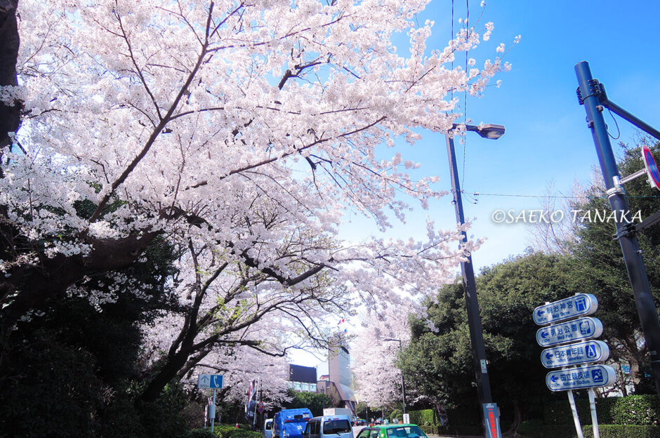 桜満開の「明治神宮外苑」