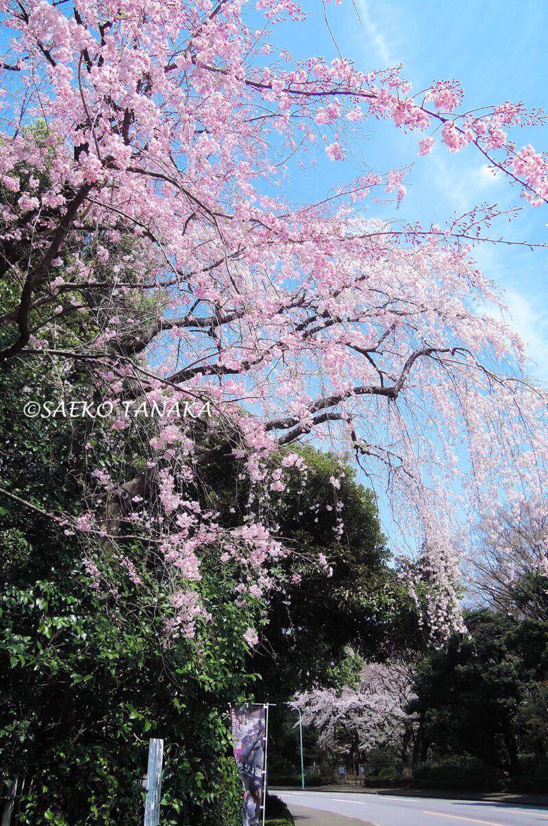 桜満開の「明治神宮外苑」