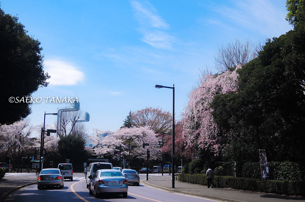 桜満開の「明治神宮外苑」