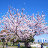 桜満開の「大森ふるさとの浜辺公園」