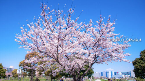 桜満開の「大森ふるさとの浜辺公園」