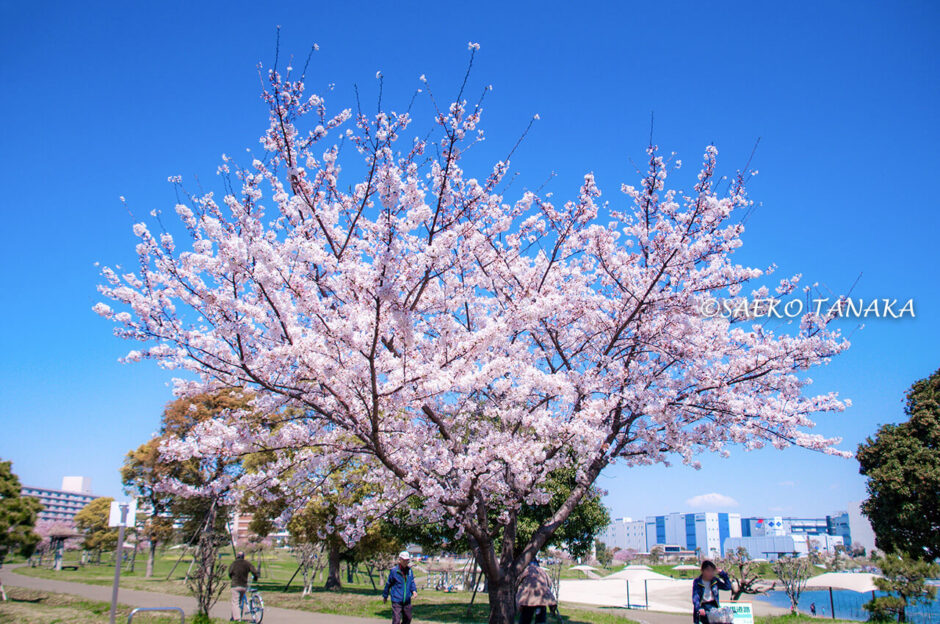 桜満開の「大森ふるさとの浜辺公園」
