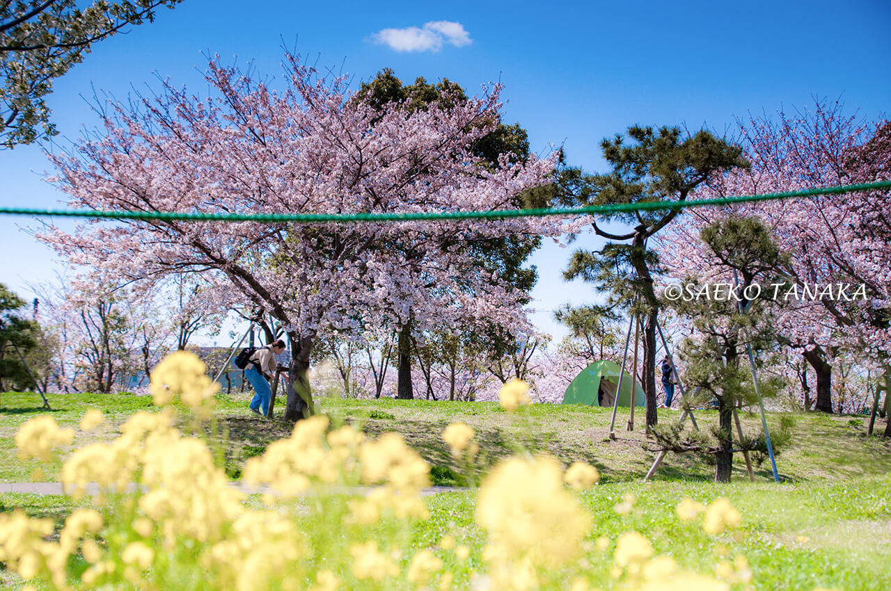 桜と菜の花満開の「大森ふるさとの浜辺公園」