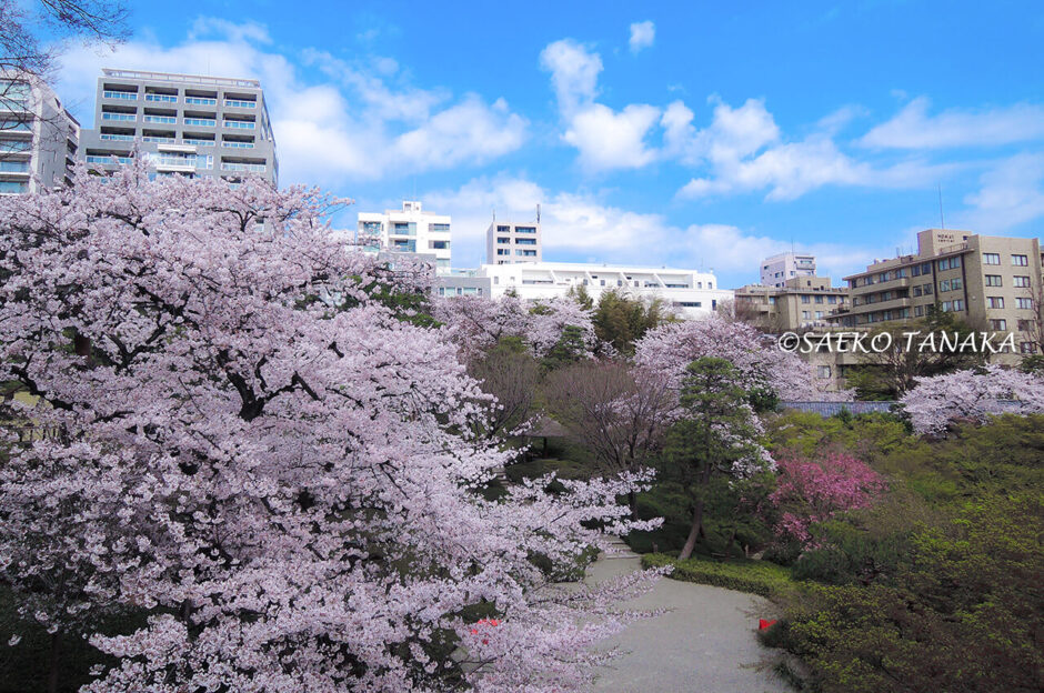 桜満開の「八芳園」