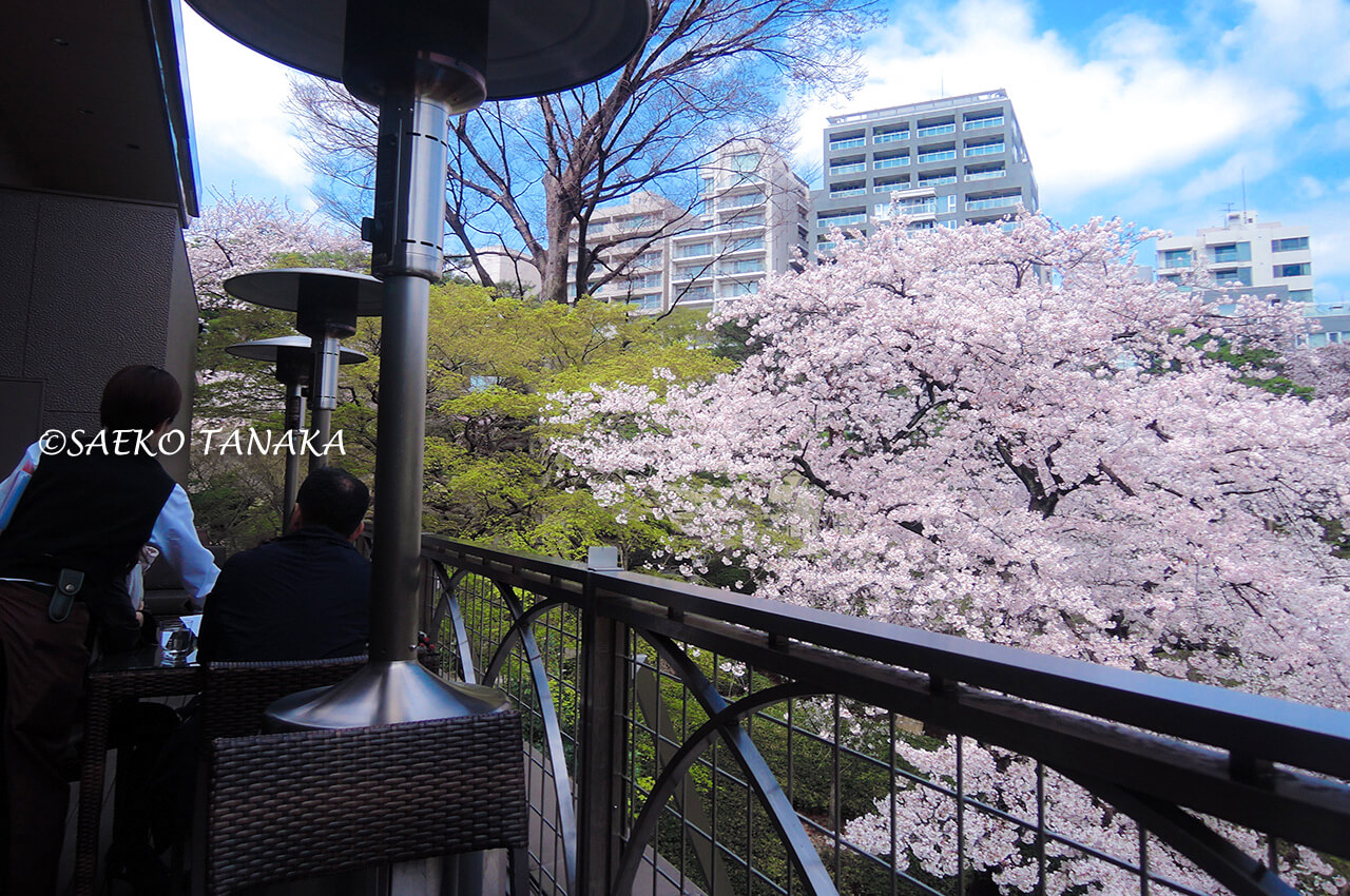 桜満開の「八芳園」のスラッシュカフェテラス席