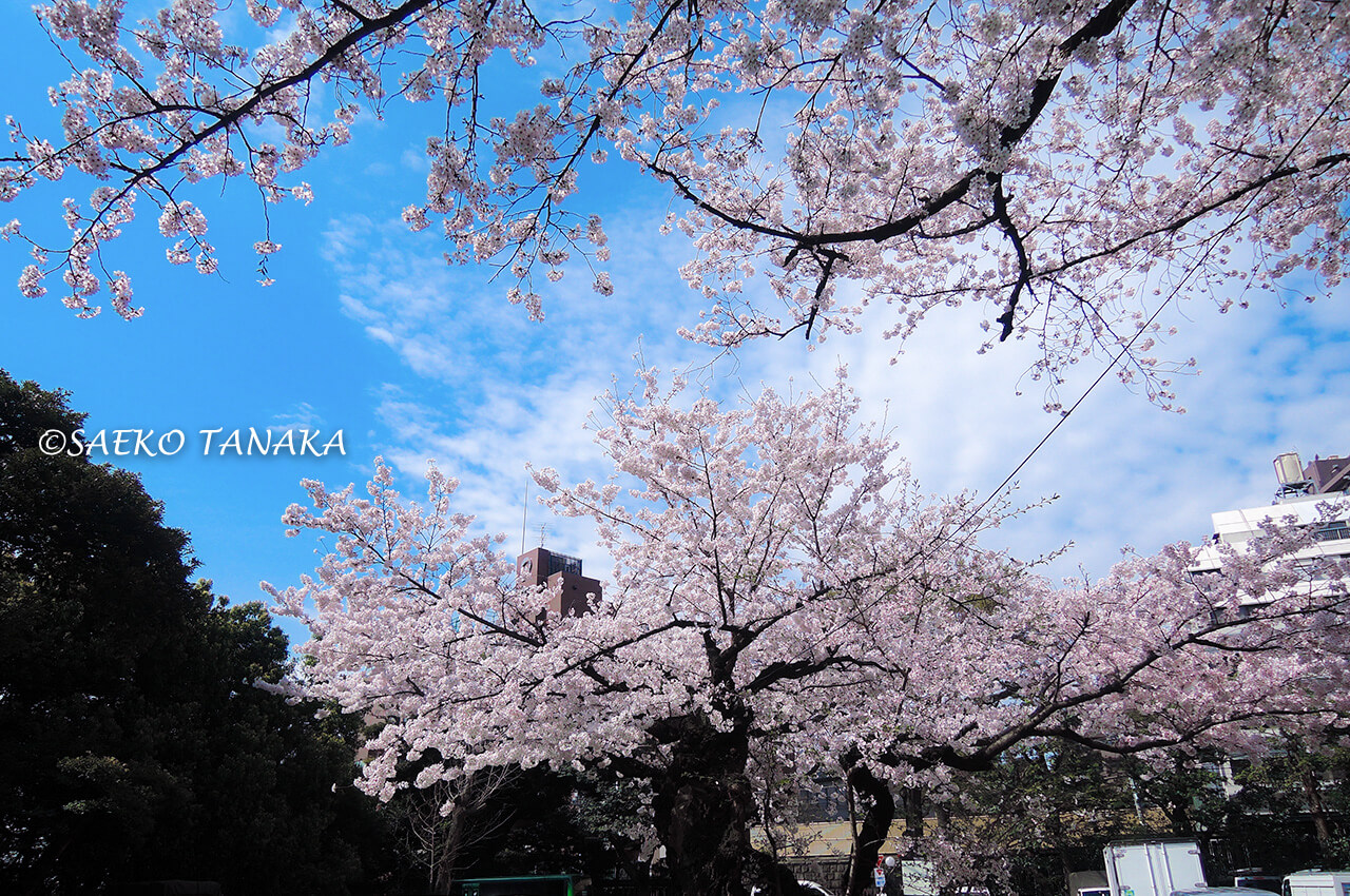 桜満開の「八芳園」