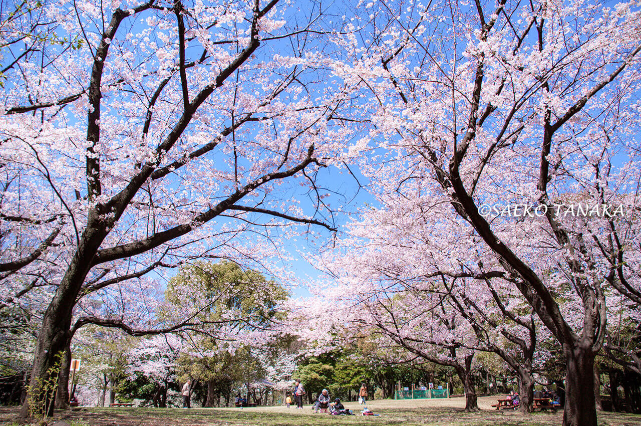 桜満開の「平和の森公園」