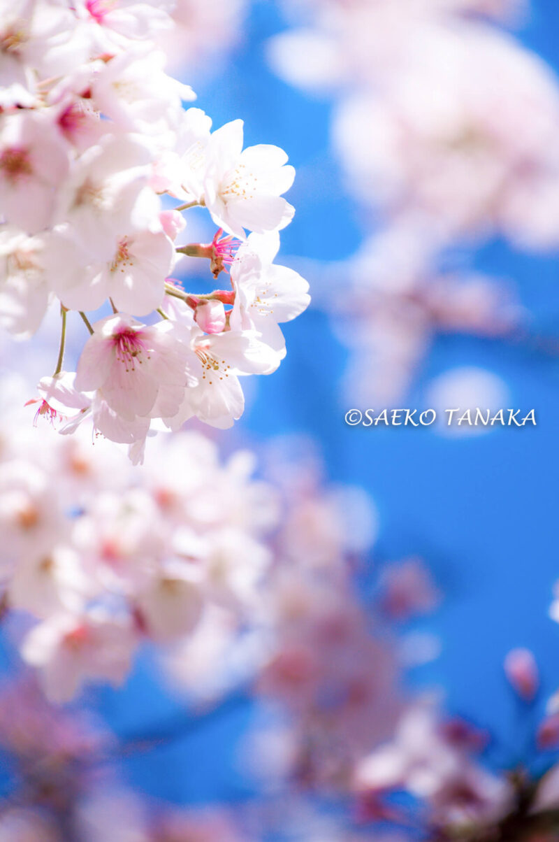 桜満開の「平和の森公園」